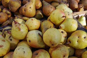 Yellow pear varieties in rustic market crates