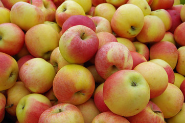 Yellow red apples piled for market