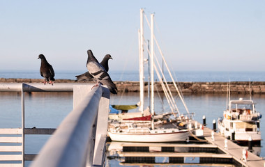 pigeons on the rail above the marina