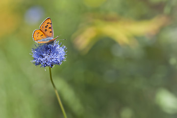 orange butterfly feeding on blue flower