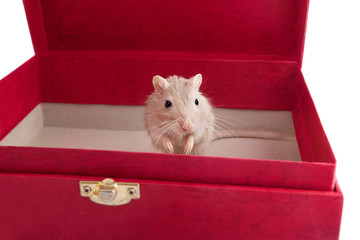 little gray mouse in a box (Meriones unguiculatus)
