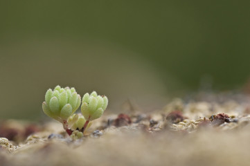 litle plant on the forest floor
