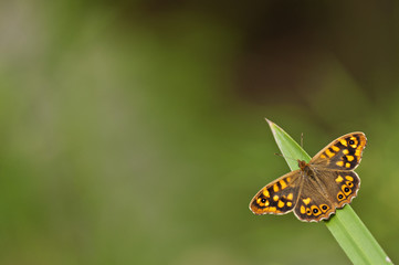 orange butterfly heating on top of a green herb