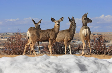 Four young deer on the hill over city