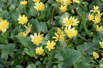 Lesser celandine flowers on the ground