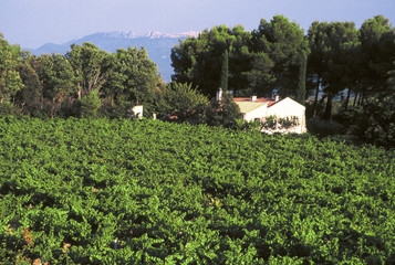 vineyards provence france
