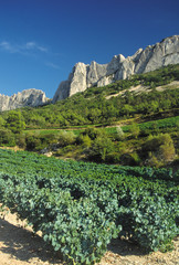 vineyards provence france