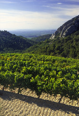 Fototapeta na wymiar vineyards provence france