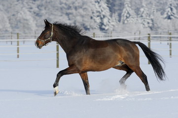 Trabendes Pferd
