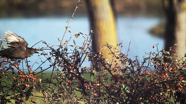 Blackbird, turdus merula, Female in Flight near a Cotoneaster, Normandy, Slow motion