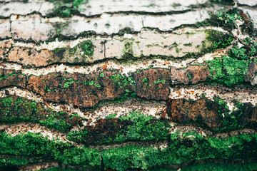 A natural texture. The bark wood with green moss are used as natural background