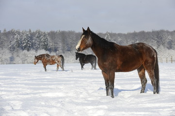 Obraz na płótnie Canvas Pferde auf Winterweide