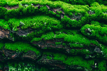 A natural texture. The bark wood with green moss are used as natural background