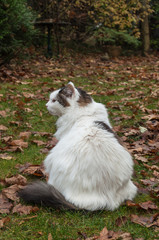 Obraz premium Chat à poils longs dans un jardin en automne