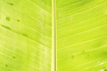 Green banana leaf texture 