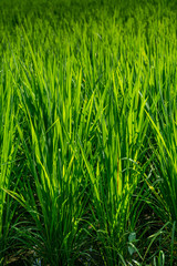 Fototapeta premium Rice fields