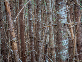 Fototapeta premium Dense Trees 