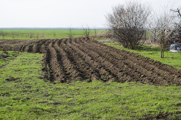 The rows of potatoes planted in the garden