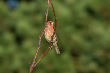 House Finch