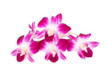 Obraz na płótnie Canvas Beautiful orchids isolated on white background