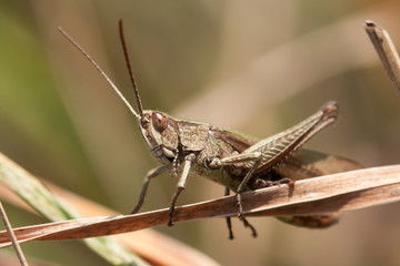 Grasshopper on leaf close up.