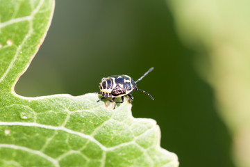 Clown-Colored Harlequin Bugs 