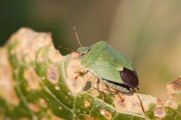 Stink bug sitting on a leaf