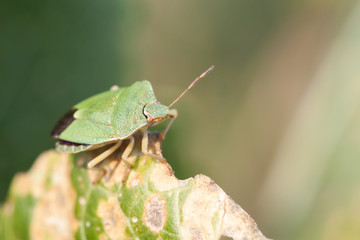 Stink bug sitting on a leaf