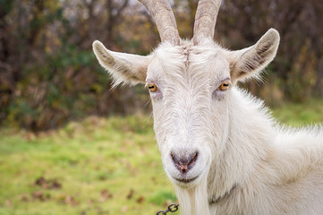 Horned goat closeup