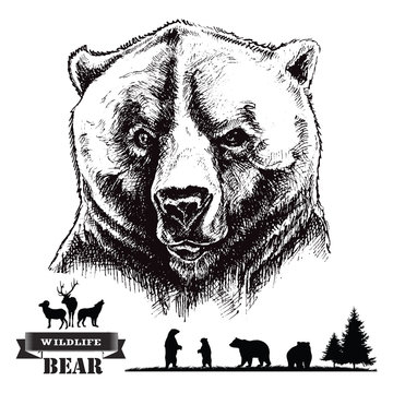 Hand drawn illustration. Bear