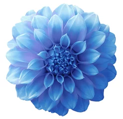 Deurstickers Dahlia light blue  flower ,variegated flower, white background isolated  with clipping path. Closeup. with no shadows. for design. © nadezhda F