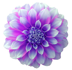 Dahlia  flower purple,variegated flower, white background isolated  with clipping path. Closeup. with no shadows. for design...