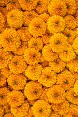 Obraz premium Marigold flowers close-up colorful background