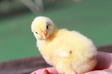 Cute baby chick close up