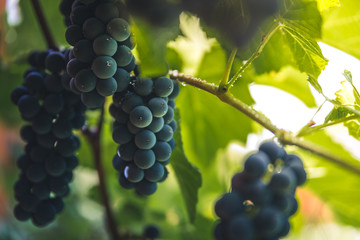 Grapes in a garden.
