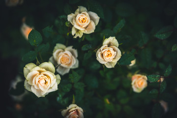 White roses.