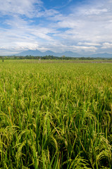 The volcanos behind the rice