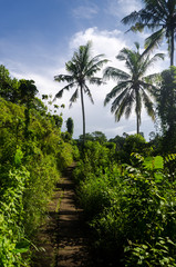 The palm trees around the Ridge walk