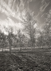 B&W of aspen trees.