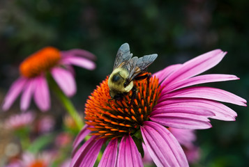 The Bee and The Echinacea Flower