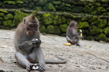Eating monkeys