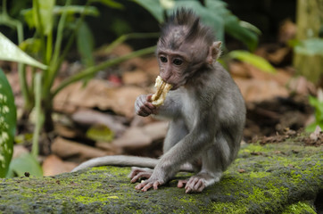 Little baby monkey eating banana