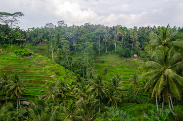 Fototapeta na wymiar Tegalalang - rice field in Bali