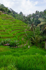 Fototapeta na wymiar The bauty of rice fields