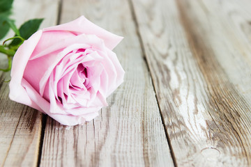 One pastel rose on wooden background.
