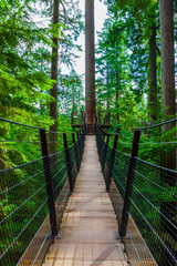 Treetop Suspension Bridge in Capilano Park, British Columbia