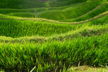 Rice fields Tegalalang in Bali