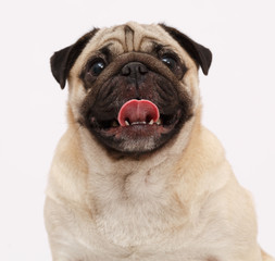 Fototapeta premium Pug dog isolated in white