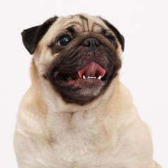 Obraz premium Pug dog isolated in white