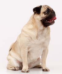 Fototapeta premium Pug dog isolated in white